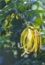 ./Images/Flowers20030059.jpg