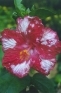 ./Images/Flowers20030060.jpg