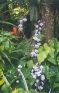./Images/Flowers20030061.jpg