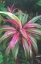 ./Images/Flowers20030062.jpg