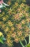 ./Images/Flowers20030064.jpg