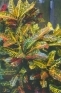 ./Images/Flowers20030065.jpg