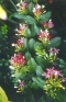 ./Images/Flowers20030066.jpg